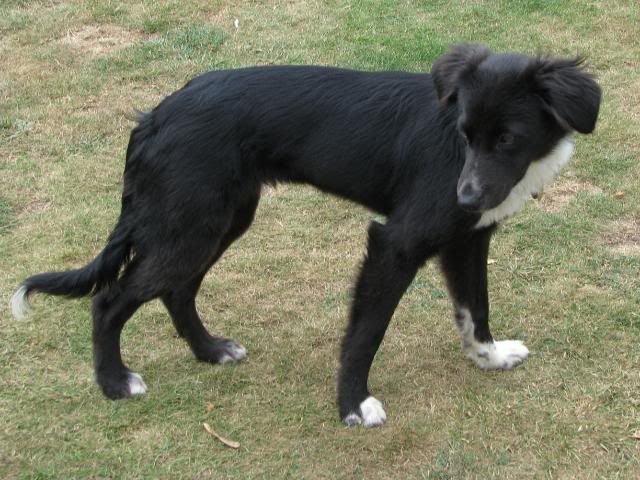 Collie lurcher cross